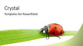  Presentation with ladybug - Amazing PPT layouts having ladybug on grass backdrop and a white colored foreground