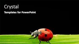  Presentation with ladybug - 