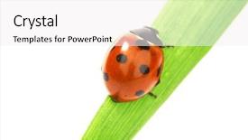  Presentation with ladybug - PPT theme with ladybug on grass background and a white colored foreground