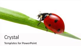  Presentation with ladybug - Slides having ladybug on green grass isolated background and a white colored foreground