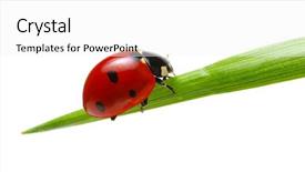  Presentation with ladybug - Beautiful PPT layouts featuring ladybug on green grass isolated backdrop and a white colored foreground
