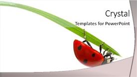  Presentation with white green - Audience pleasing theme consisting of ladybug on green grass isolated backdrop and a white colored foreground