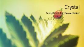  Presentation with ladybug - Cool new theme with ladybug on green leaf filtered image warm cross processed vintage effect backdrop and a yellow colored foreground