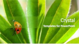  Presentation with green leaf - Cool new presentation theme with ladybug on green leaf ladybird backdrop and a tawny brown colored foreground