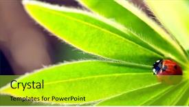  Presentation with red yellow green blue jigsaw - Amazing slide deck having ladybug on green leaf ladybird backdrop and a yellow colored foreground