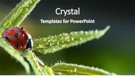  Presentation with green leaf - Beautiful slide deck featuring ladybug on green leaf ladybird backdrop and a dark gray colored foreground