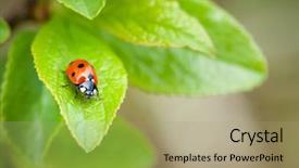  Presentation with green leaf - Presentation design consisting of ladybug on green leaf background and a mint green colored foreground