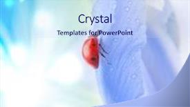  Presentation with iris flower - Audience pleasing PPT layouts consisting of ladybug on iris flower backdrop and a sky blue colored foreground