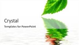  Presentation with water leaf - Amazing slides having ladybug on leaf and water isolated on white backdrop and a white colored foreground