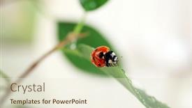  Presentation with ladybug - Colorful PPT theme enhanced with ladybug-on-leaf-closeup backdrop and a cream colored foreground