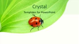  Presentation with ladybug - Audience pleasing presentation theme consisting of ladybug on leaf backdrop and a  colored foreground