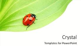  Presentation with betel leaf - Colorful PPT theme enhanced with ladybug on leaf backdrop and a white colored foreground