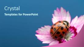  Presentation with ladybug - Amazing slide deck having ladybug-on-pink-flower-coccinella backdrop and a ocean colored foreground