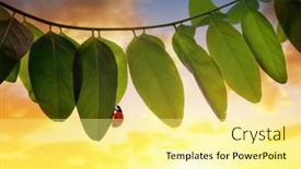  Presentation with ladybug - Audience pleasing PPT theme consisting of ladybug-on-spring-leaf backdrop and a blonde colored foreground