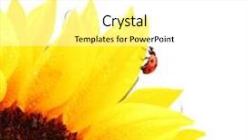  Presentation with ladybug - Colorful theme enhanced with ladybug on sunflower backdrop and a white colored foreground