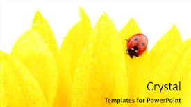  Presentation with ladybug - Slides with ladybug on sunflower background and a white colored foreground