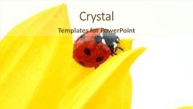 Presentation with ladybug - PPT theme having ladybug on sunflower background and a cream colored foreground