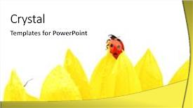  Presentation with ladybug - Audience pleasing PPT theme consisting of ladybug on sunflower backdrop and a white colored foreground