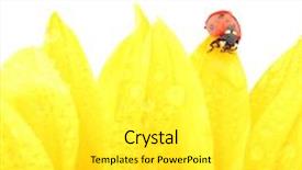  Presentation with ladybug - Audience pleasing slide deck consisting of ladybug on sunflower backdrop and a white colored foreground