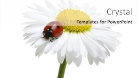  Presentation with ladybug - PPT layouts consisting of ladybug-on-the-chamomiles-flower background and a white colored foreground
