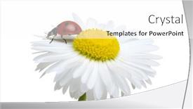  Presentation with ladybug - Presentation design having ladybug-on-the-chamomiles-flower background and a white colored foreground