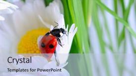  Presentation with ladybug - PPT theme consisting of ladybug on the chamomiles background and a  colored foreground