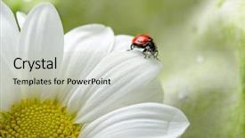  Presentation with ladybug - Theme enhanced with ladybug on the white chamomiles background and a  colored foreground