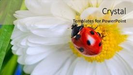  Presentation with white fragility - Presentation theme consisting of ladybug on the white chamomiles background and a lemonade colored foreground