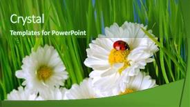  Presentation with ladybug - PPT theme featuring ladybug on the white chamomiles background and a  colored foreground
