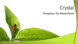  Presentation with ladybug - Presentation theme enhanced with scarab - ladybug on wet leaves background and a white colored foreground
