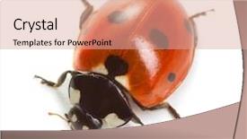  Presentation with ladybug - PPT theme consisting of ladybug on white background background and a coral colored foreground
