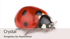  Presentation with ladybug - Cool new PPT theme with ladybug on white background backdrop and a soft green colored foreground