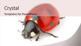  Presentation with ladybug - PPT layouts with ladybug on white background background and a lemonade colored foreground