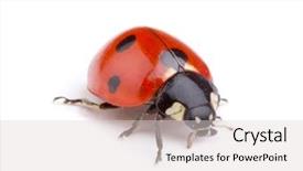  Presentation with white badminton shuttlecock - PPT theme having ladybug on white background background and a light gray colored foreground
