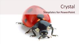  Presentation with ladybug - Beautiful presentation theme featuring ladybug on white background backdrop and a lemonade colored foreground