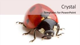  Presentation with cfd white - PPT layouts featuring ladybug on white background background and a lemonade colored foreground