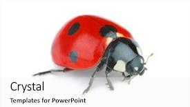  Presentation with ladybug - Colorful slide deck enhanced with ladybug on white background backdrop and a white colored foreground