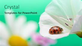  Presentation with ladybug - Slide set with ladybug-on-white-flower-coccinella background and a seafoam green colored foreground