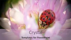  Presentation with ladybug - PPT theme enhanced with ladybug-on-white-flower-coccinella background and a lemonade colored foreground