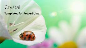  Presentation with ladybug - Colorful slide set enhanced with ladybug-on-white-flower-coccinella backdrop and a soft green colored foreground