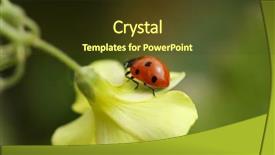  Presentation with ladybug - Colorful theme enhanced with ladybug on yellow bell flower close-up shallow dof backdrop and a tawny brown colored foreground