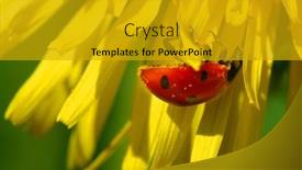  Presentation with ladybug - Presentation theme enhanced with ladybug-on-yellow-dandelion background and a gold colored foreground