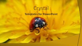  Presentation with ladybug - Colorful presentation enhanced with ladybug-on-yellow-dandelion backdrop and a gold colored foreground