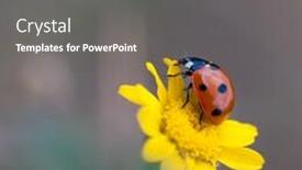  Presentation with ladybug - PPT theme having entomology close up red - ladybug on yellow flower background and a gray colored foreground