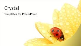  Presentation with red floral - Audience pleasing presentation theme consisting of ladybug on yellow flower backdrop and a white colored foreground