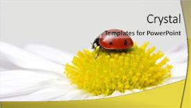  Presentation with ladybug - Presentation theme consisting of ladybug sit on the flower background and a light gray colored foreground