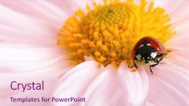  Presentation with ladybug - Slide set having ladybug sits on a flower background and a  colored foreground