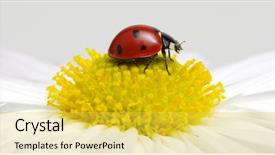  Presentation with ladybug - Presentation design having ladybug sits on a flower background and a yellow colored foreground
