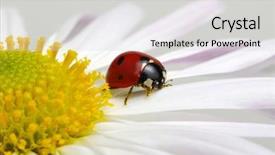  Presentation with ladybug - Presentation featuring ladybug sits on a flower background and a  colored foreground