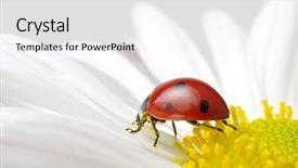  Presentation with dragonfly and flower - Presentation theme with ladybug sits on a flower background and a  colored foreground